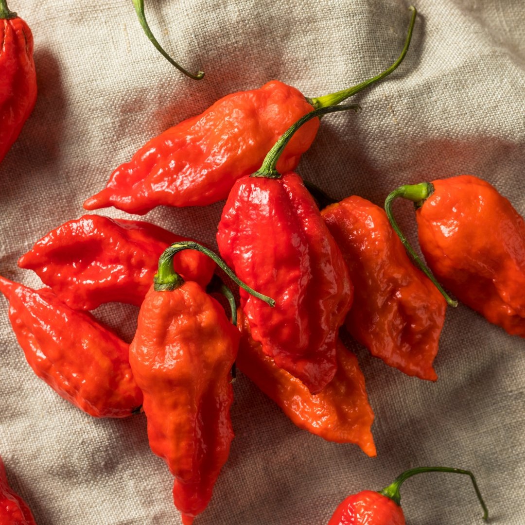 Ghost Pepper